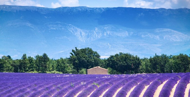 vue d'un champ de lavande en Provence